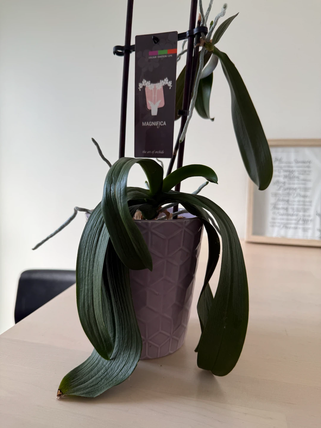 Magnifica Orchid in Lavender Pot