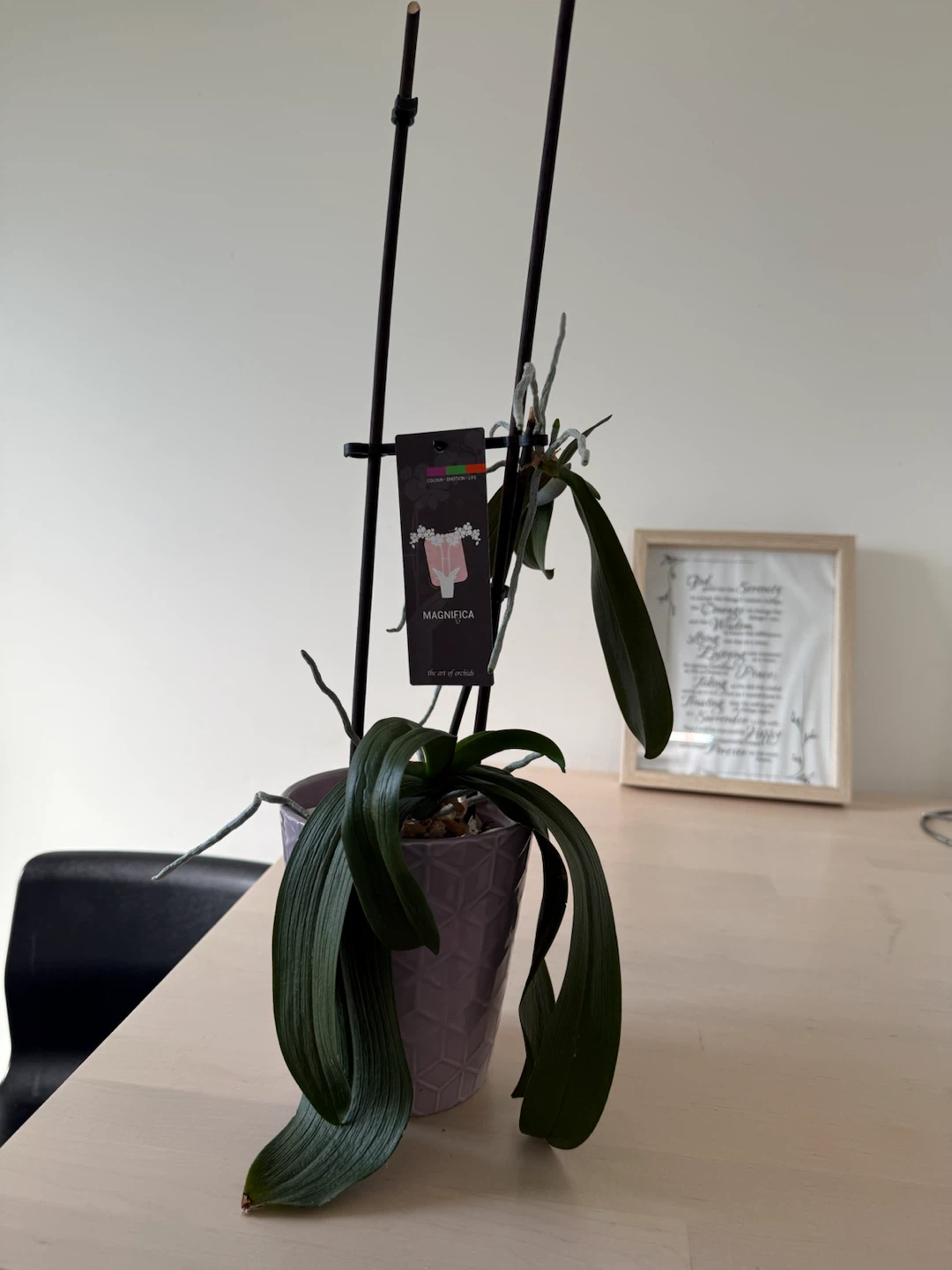 Magnifica Orchid in Lavender Pot - photo 2