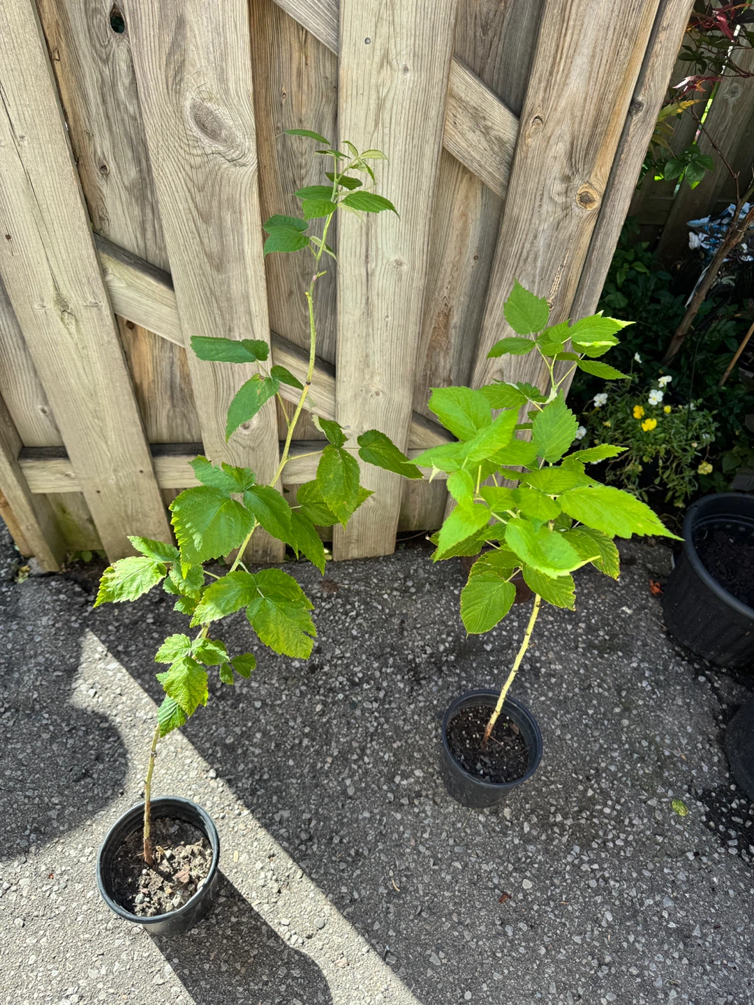 Red Raspberry Plants $2 Each