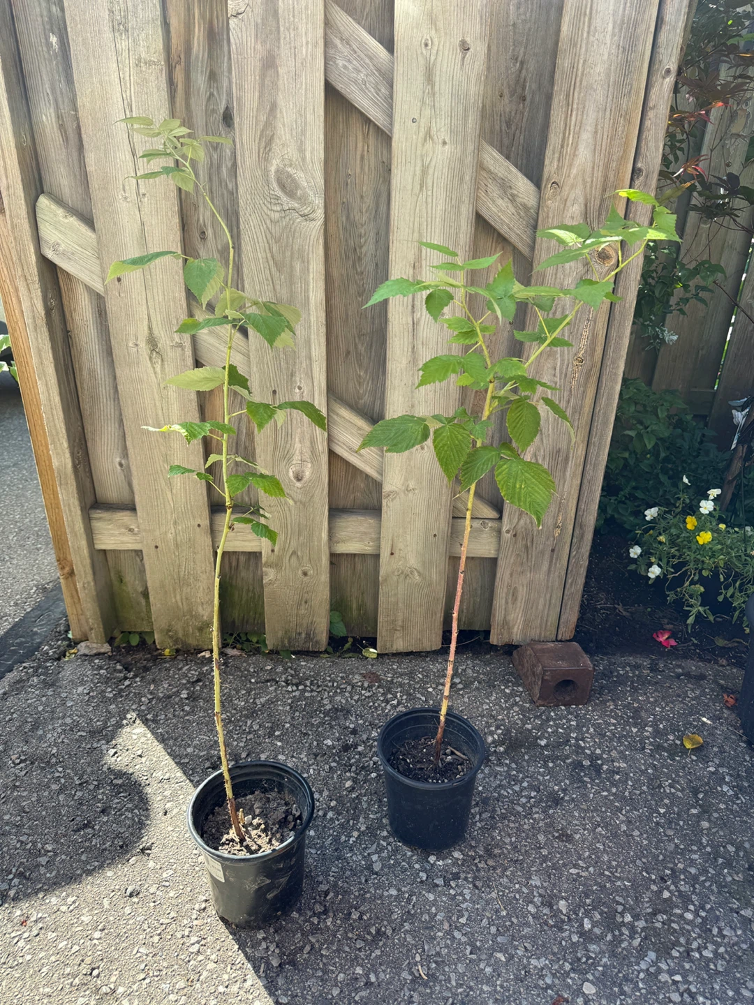 Red Raspberry Plants $2 Each - photo 2