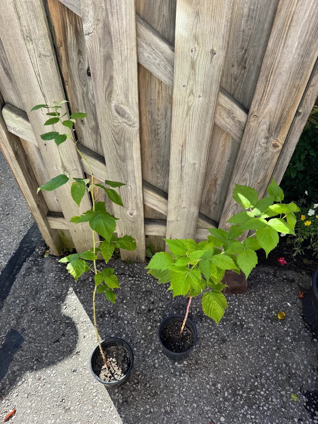 Red Raspberry Plants $2 Each - photo 3