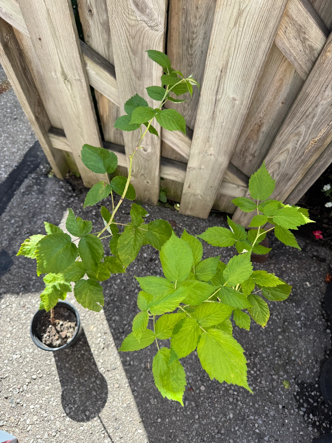 Red Raspberry Plants $2 Each - photo 4