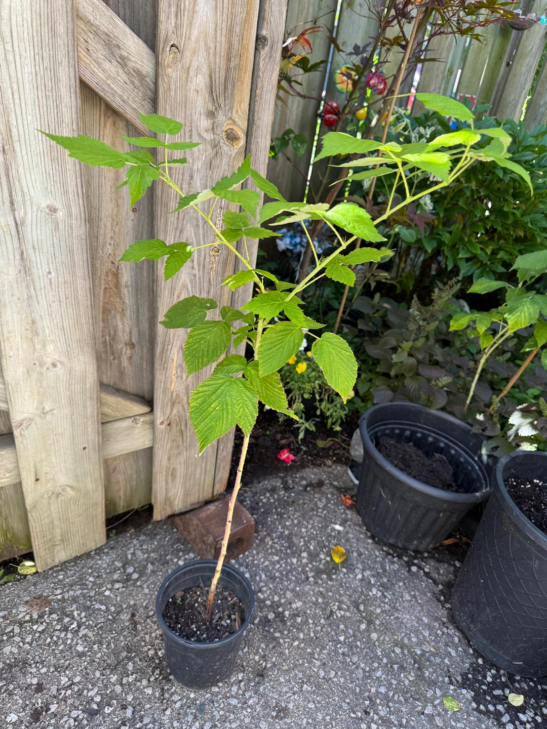 Red Raspberry Plants $2 Each - photo 5