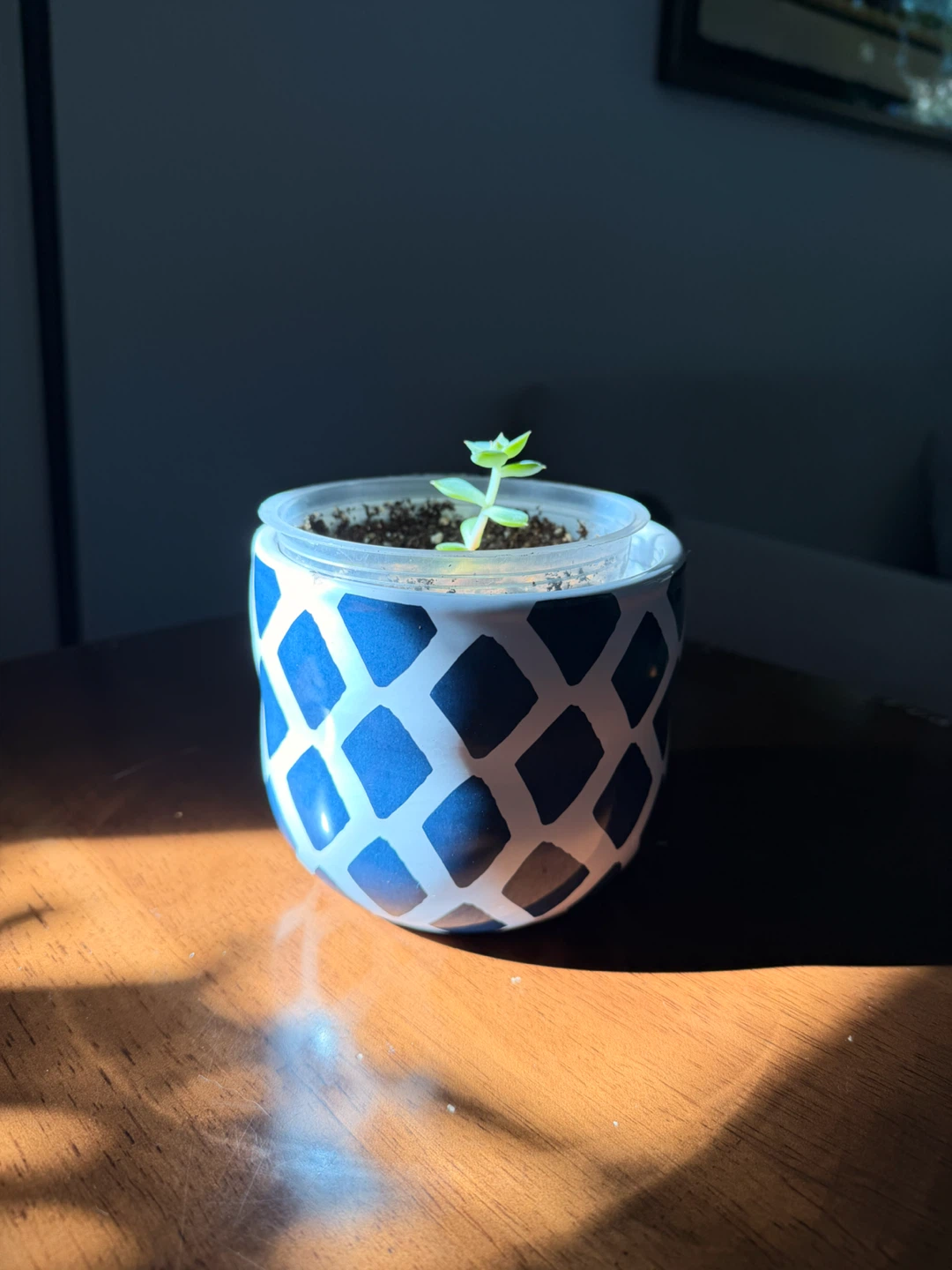 Small Succulent in Blue and White Patterned Pot