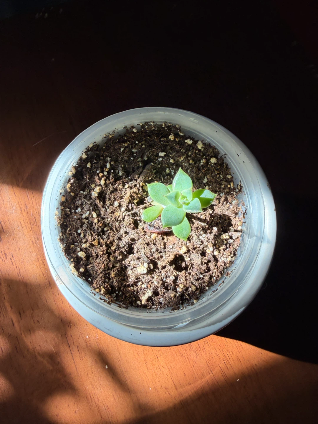 Small Succulent in Blue and White Patterned Pot - photo 2