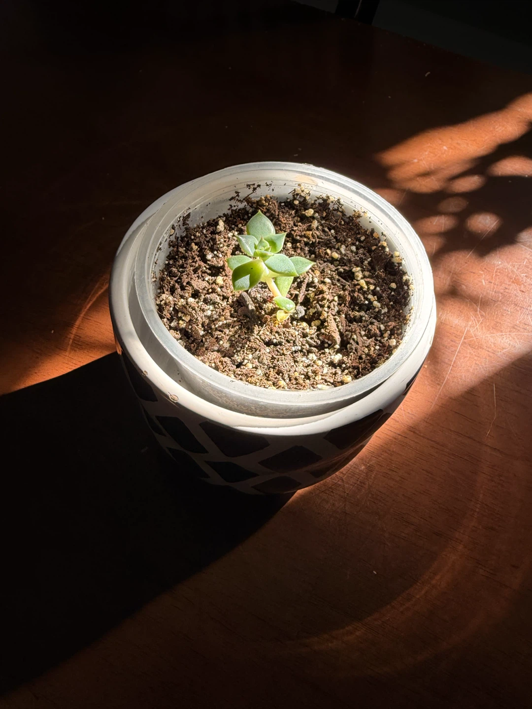 Small Succulent in Blue and White Patterned Pot - photo 3