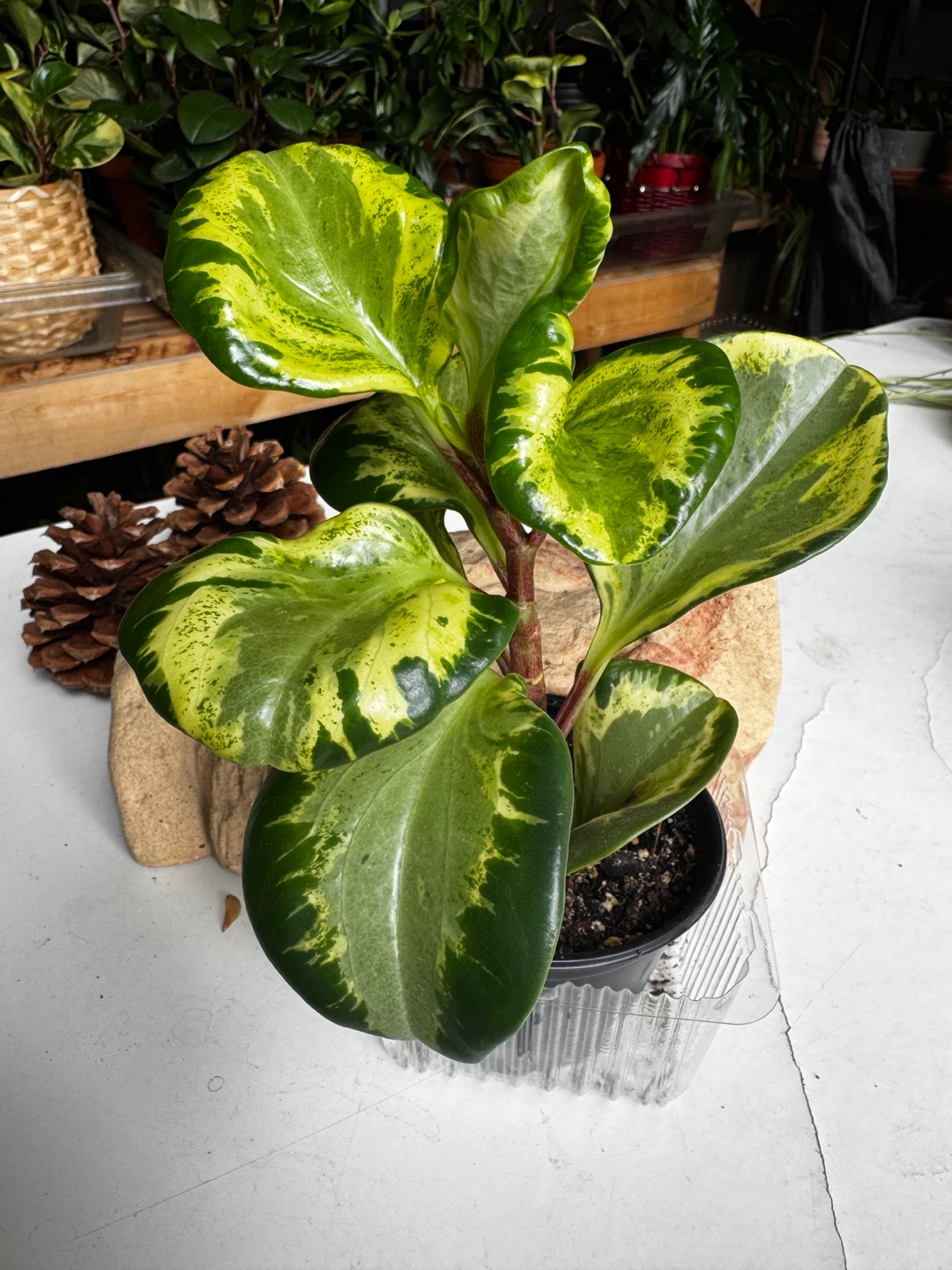 #1 Peperomia Obtusifolia Golden Gate
