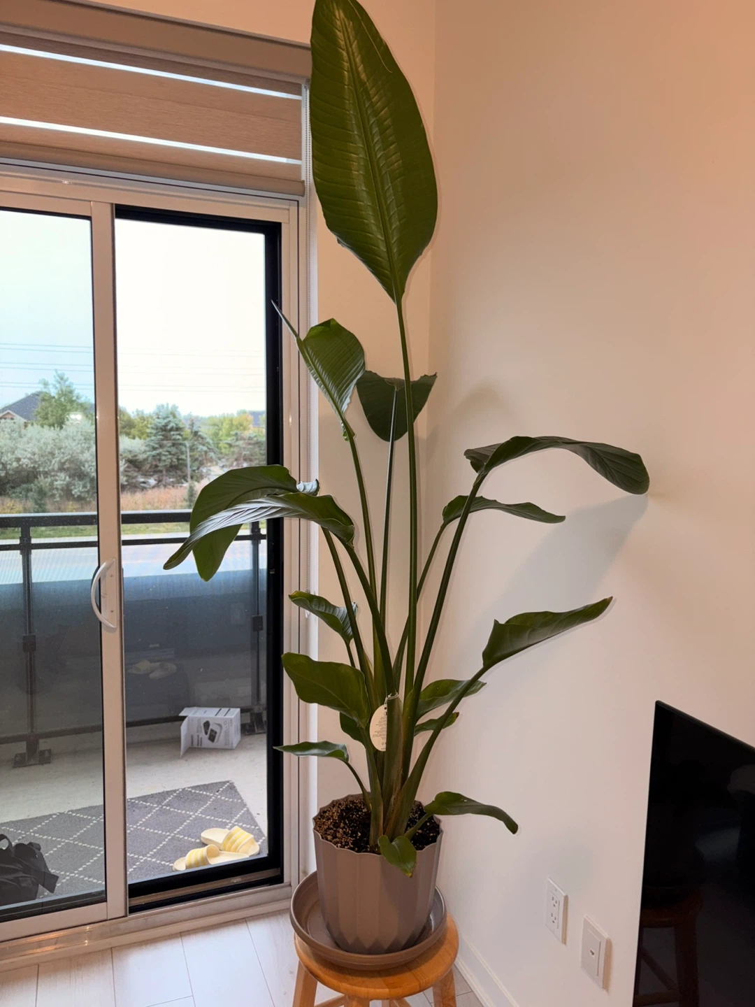 Large Bird of Paradise Plant