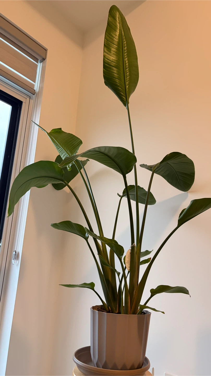 Large Bird of Paradise Plant - photo 2