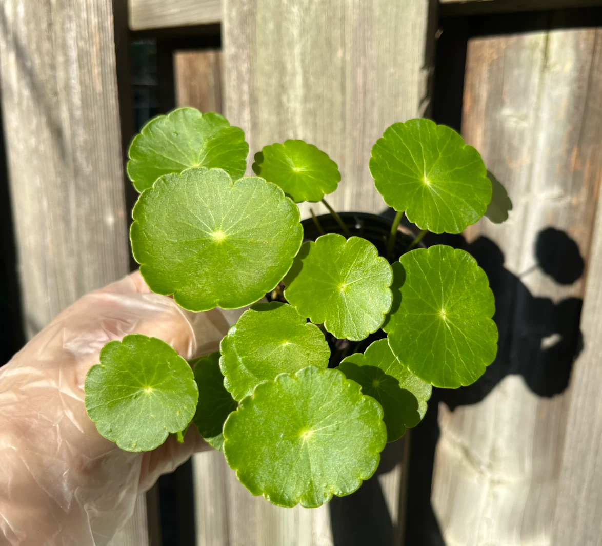 Marsh Pennywort/Chinese money plant in 3-4” cup