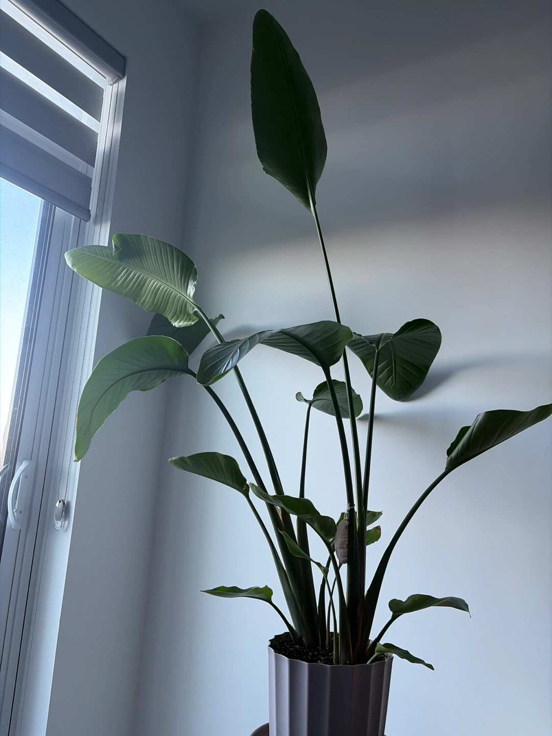 Large Bird of Paradise Plant - photo 3