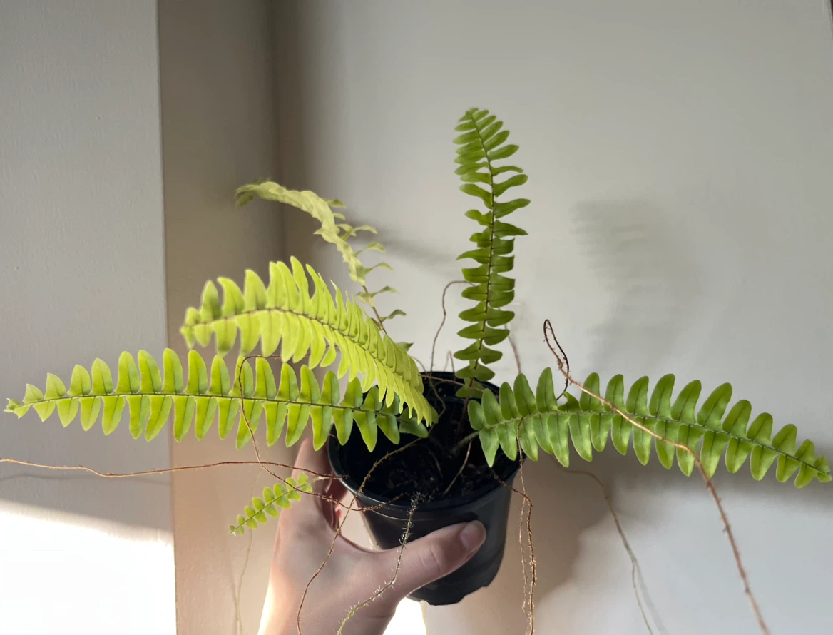 Boston Fern Plant