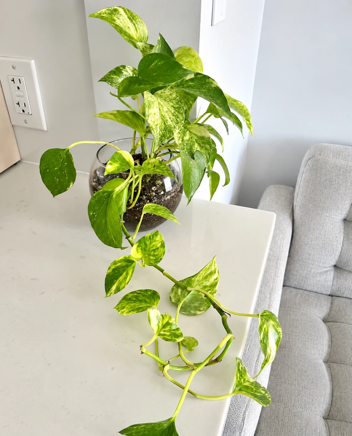 Healthy Pothos