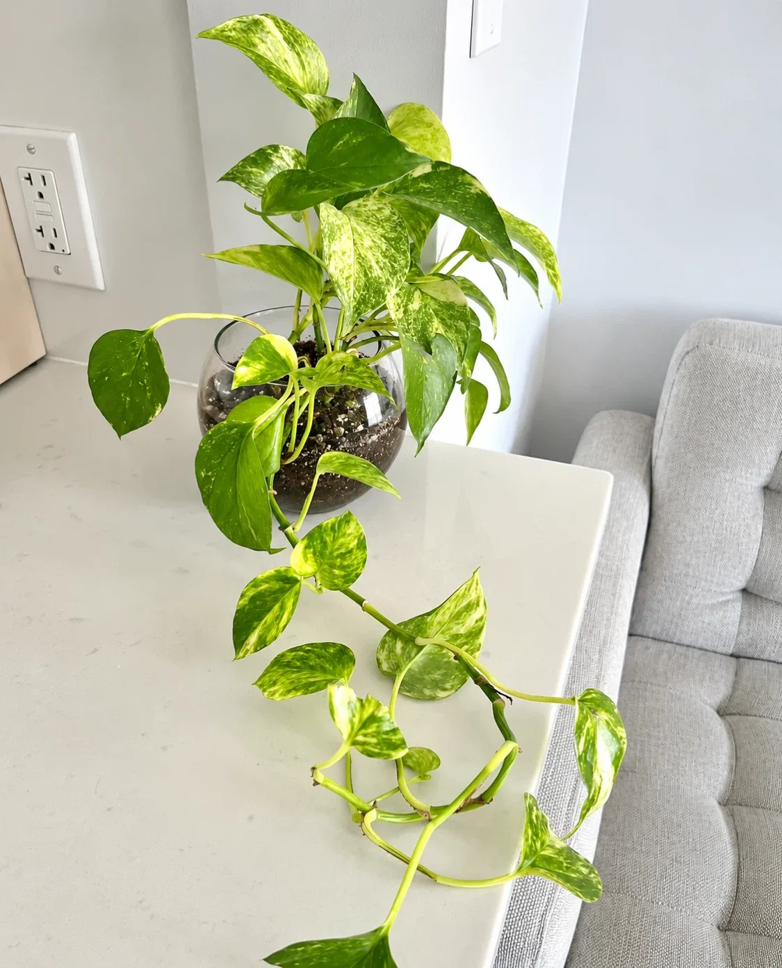Healthy Pothos