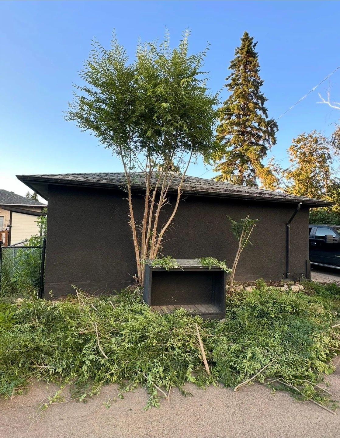 Tree Trimming & Yard Services