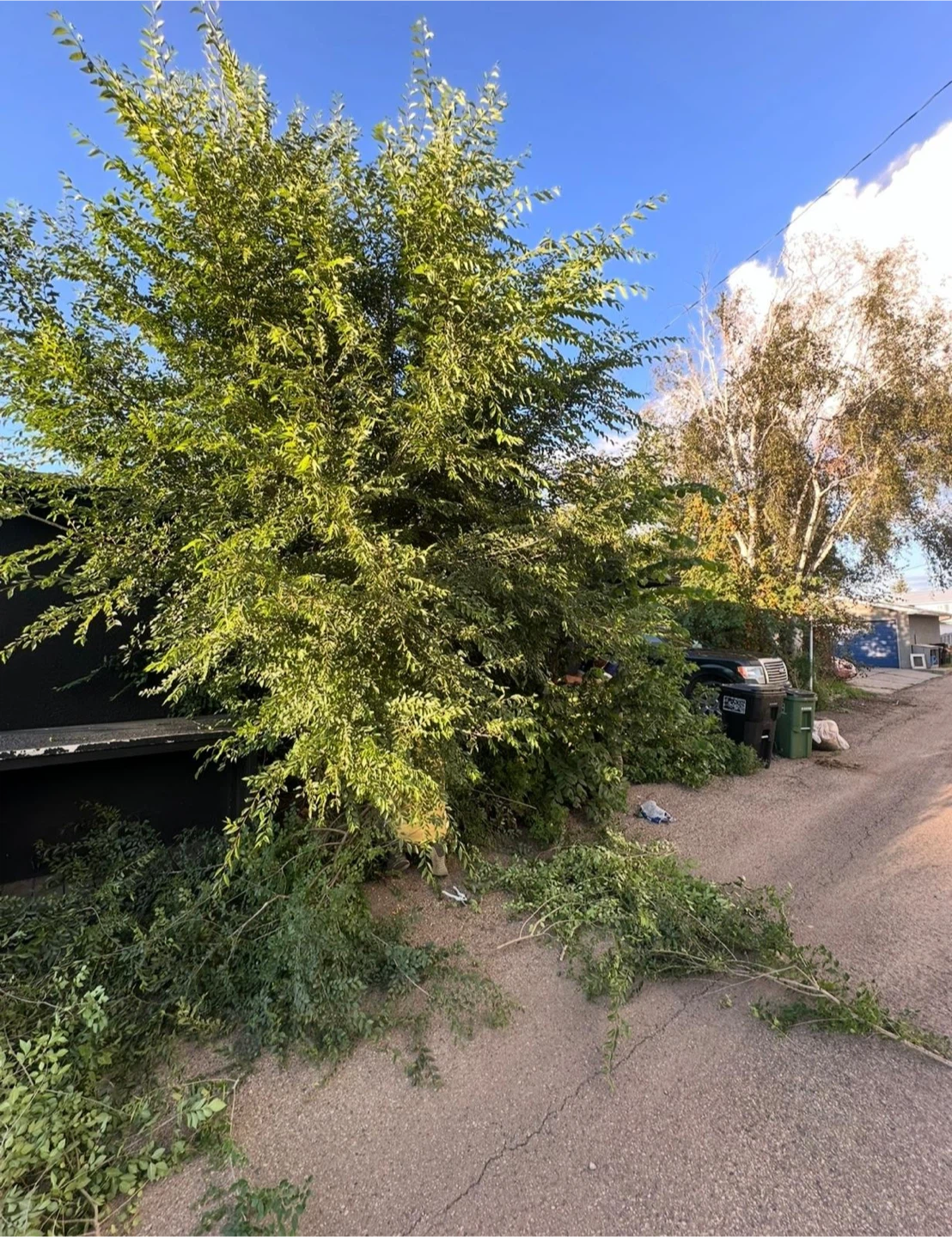 Tree Trimming & Yard Services - photo 2