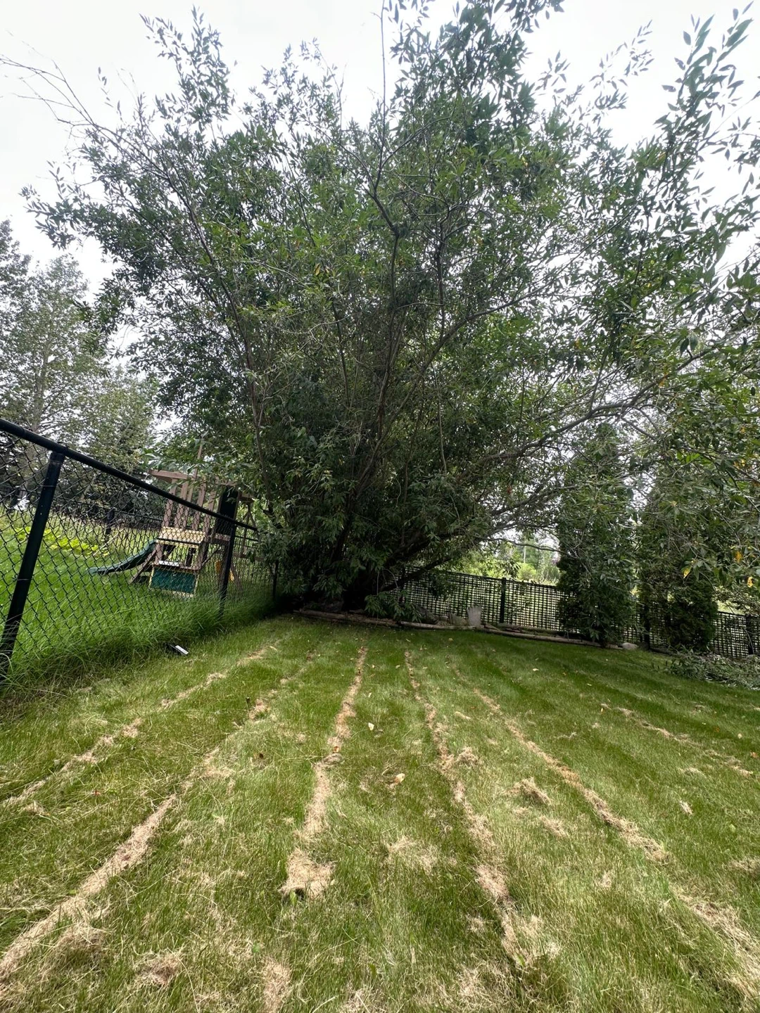 Tree Trimming & Yard Services - photo 3