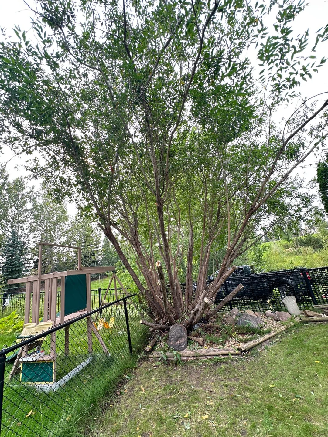 Tree Trimming & Yard Services - photo 5