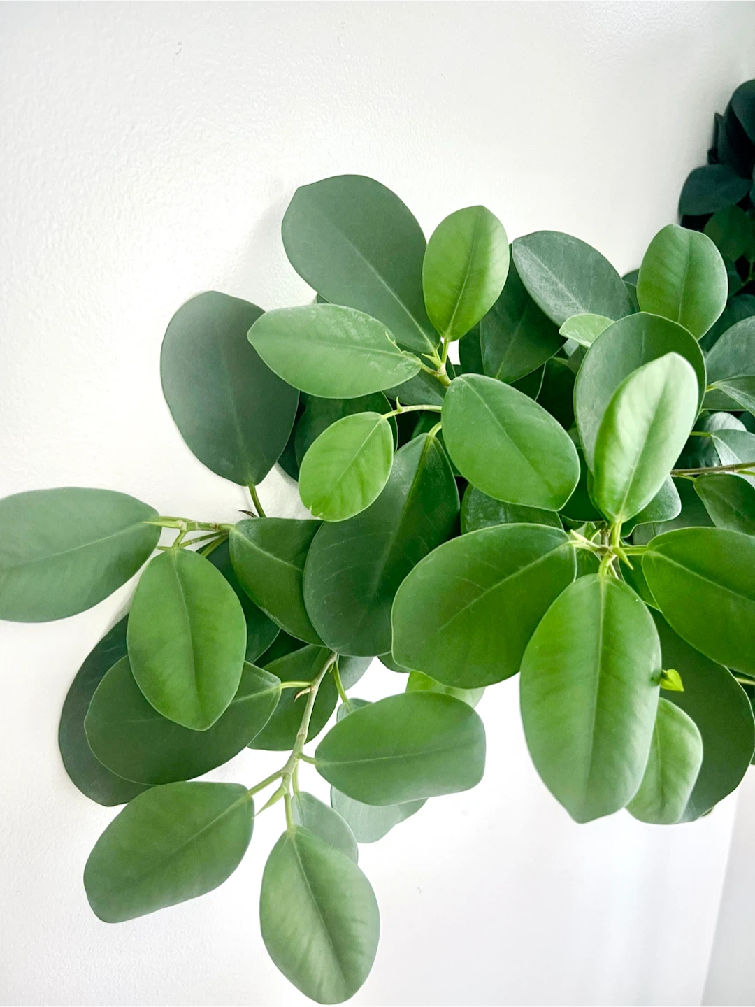 Healthy Ficus Danielle - photo 2