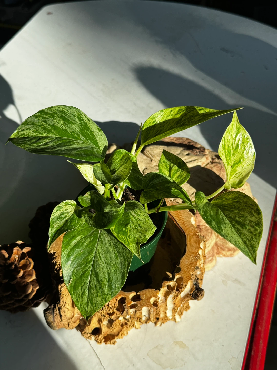 #3 Marble Queen Pothos Plant
