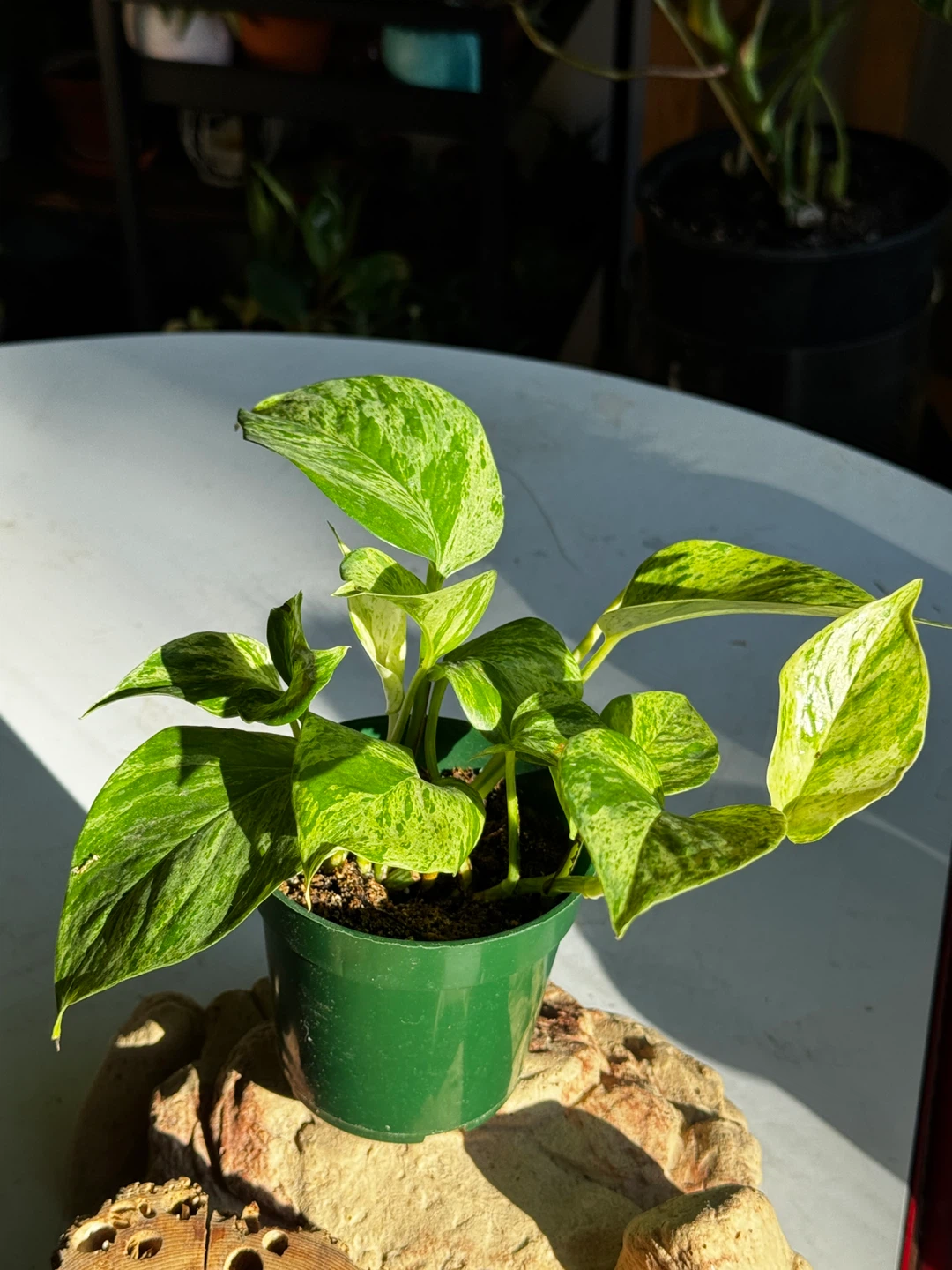 #3 Marble Queen Pothos Plant - photo 2