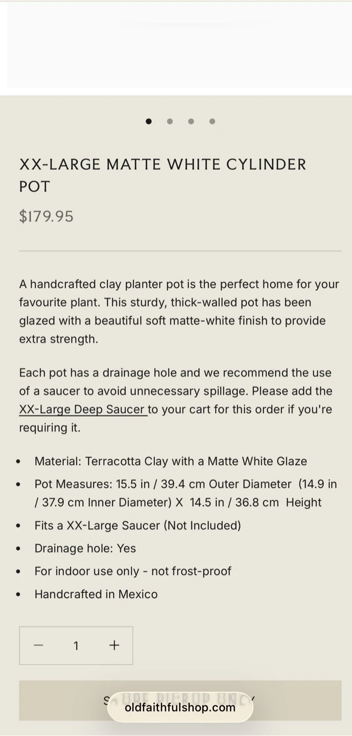 Healthy Ficus Danielle - photo 3