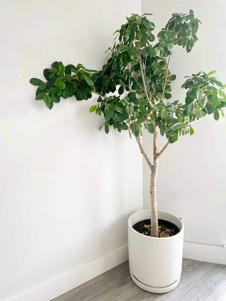 Healthy Ficus Danielle