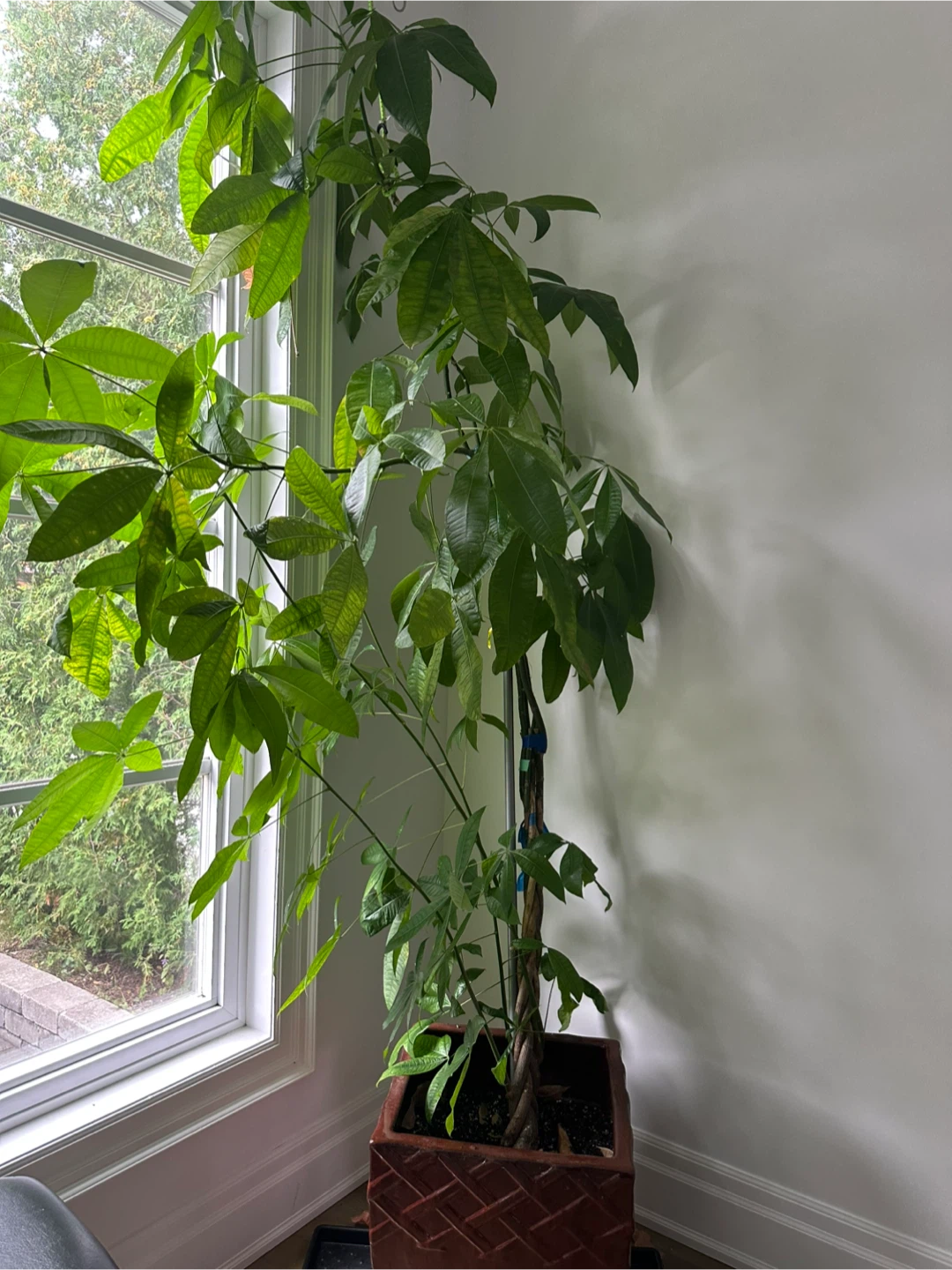 Large Braided Money Tree