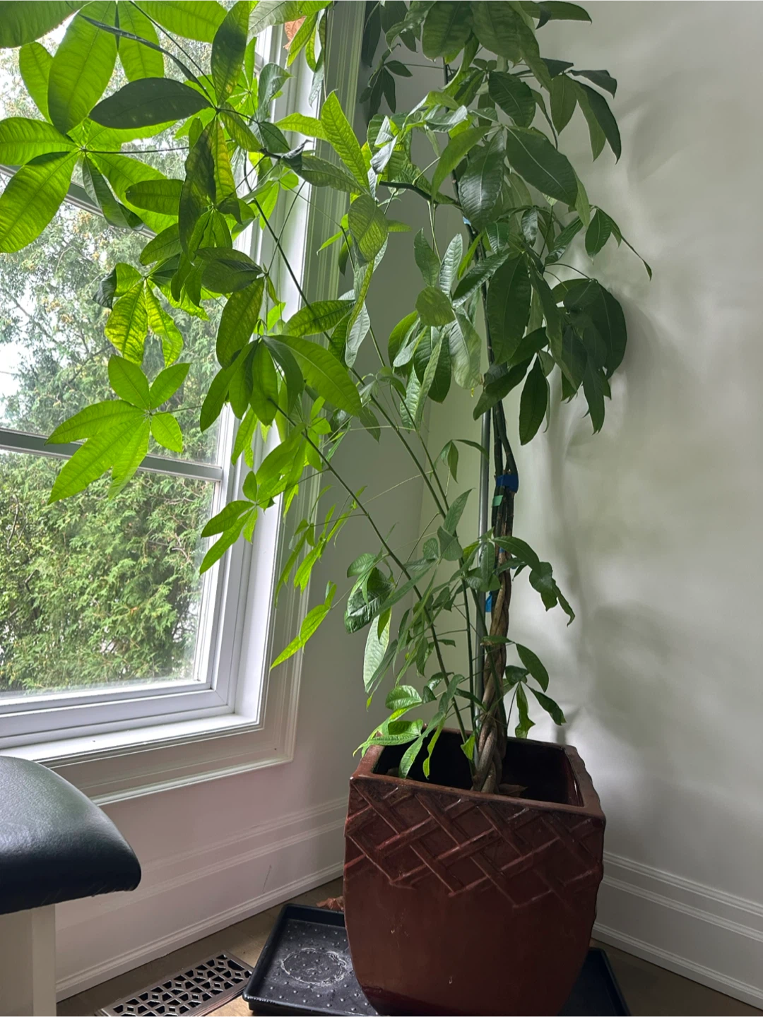 Large Braided Money Tree - photo 2