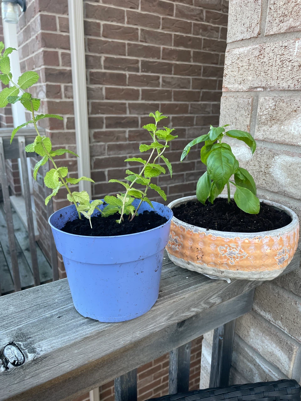 Fresh Mint and Basil Plants in Pots