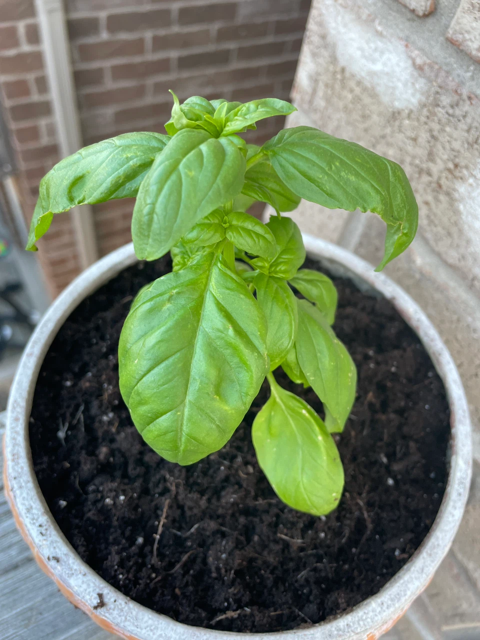 Fresh Mint and Basil Plants in Pots - photo 2