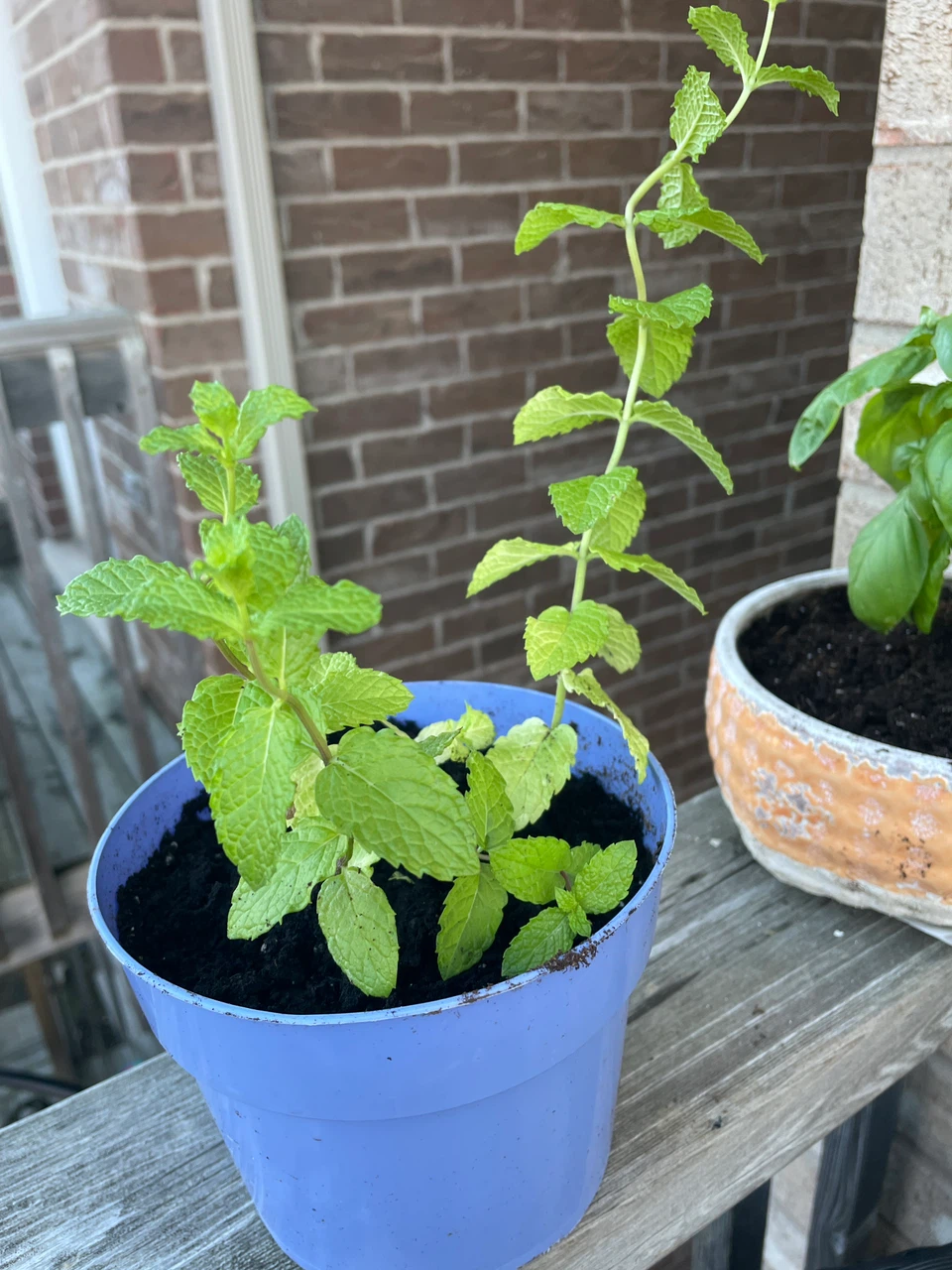 Fresh Mint and Basil Plants in Pots - photo 3