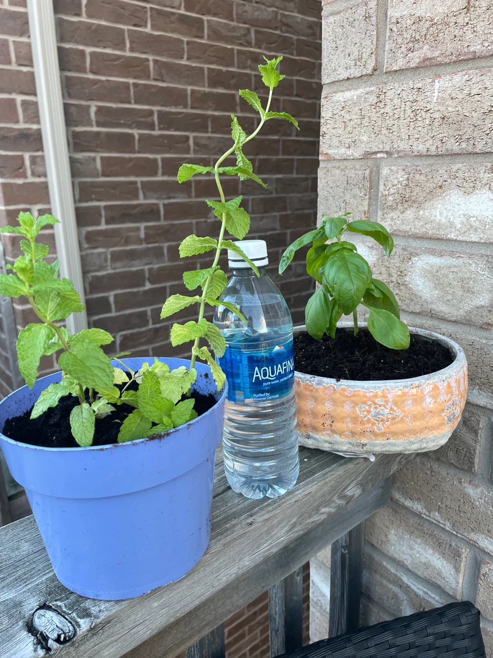 Fresh Mint and Basil Plants in Pots - photo 4