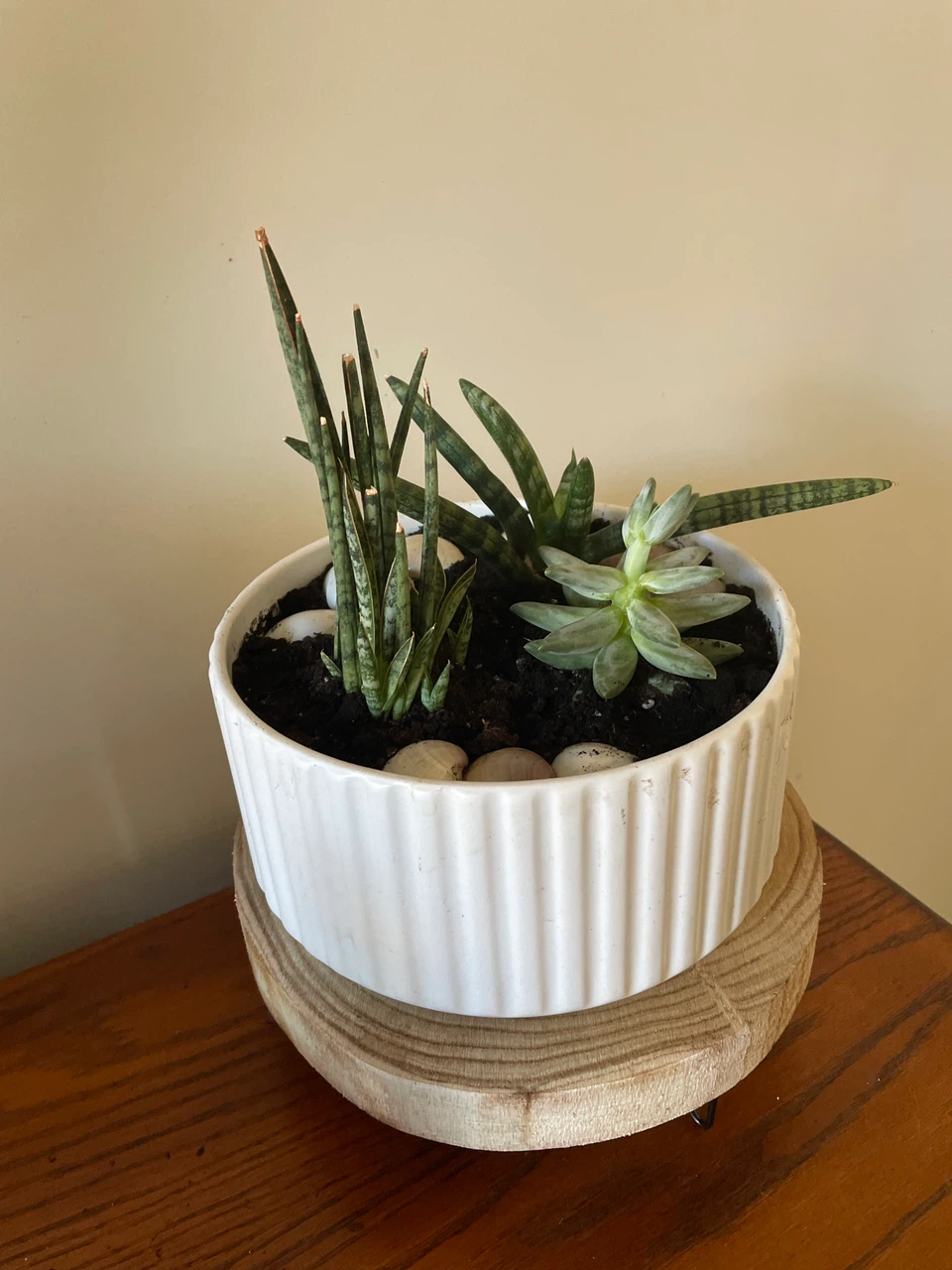Succulent Arrangement in Ceramic Pot