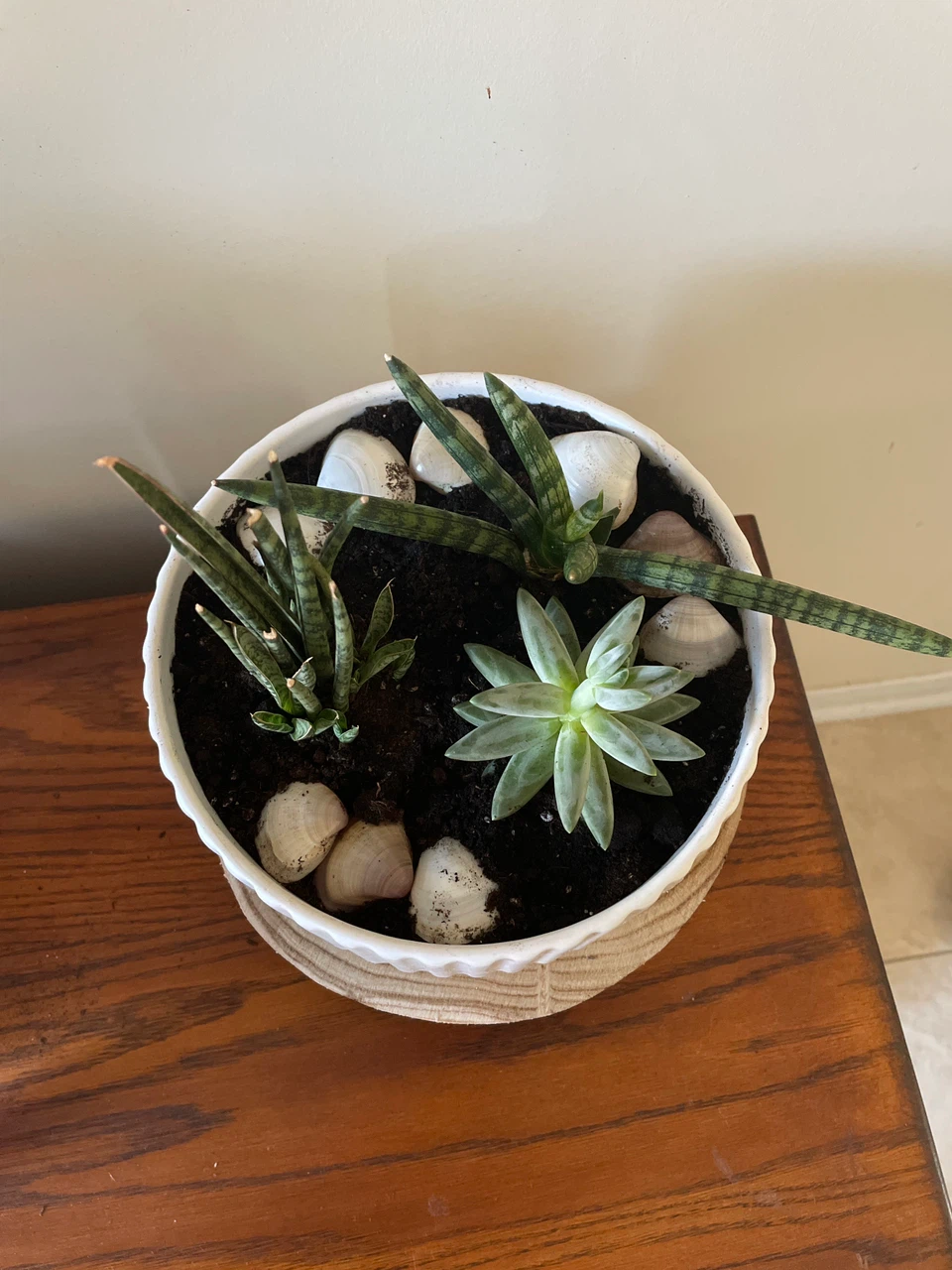 Succulent Arrangement in Ceramic Pot - photo 2