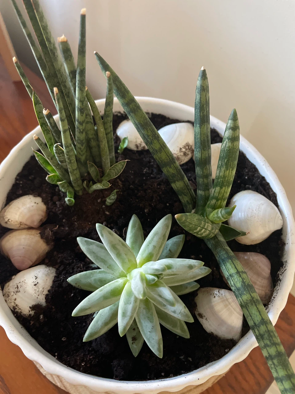 Succulent Arrangement in Ceramic Pot - photo 3