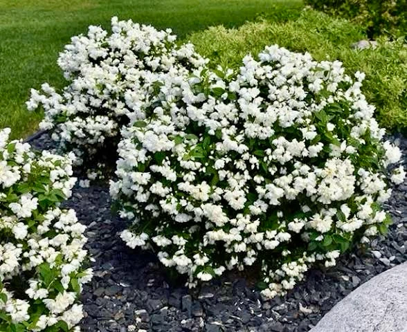 Mock Orange Canadian Jasmine $10 - photo 2