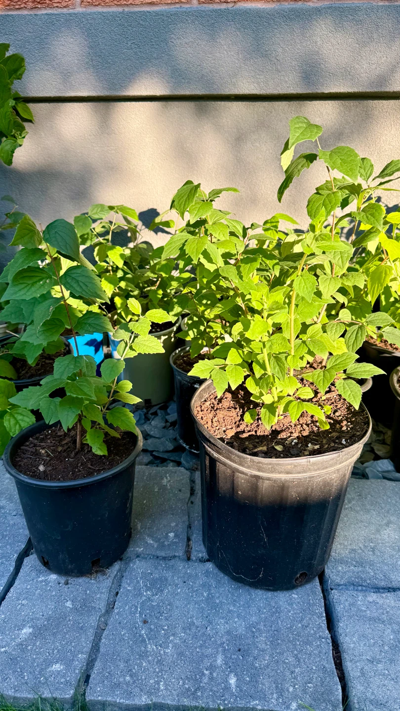 Mock Orange Canadian Jasmine $10 - photo 3