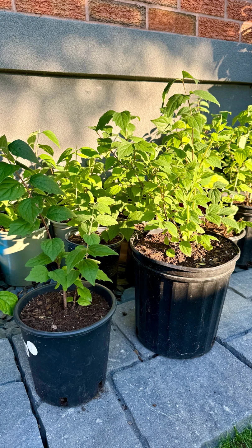 Mock Orange Canadian Jasmine $10 - photo 4