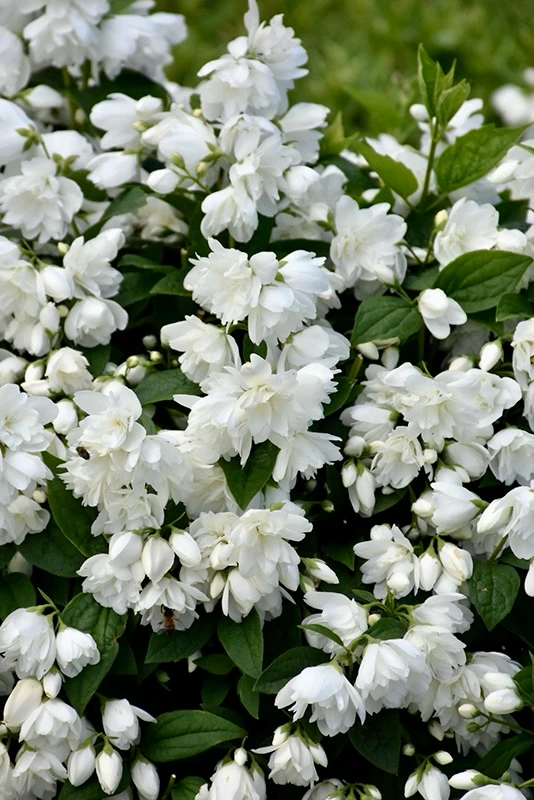 Mock Orange Canadian Jasmine $10 - photo 5