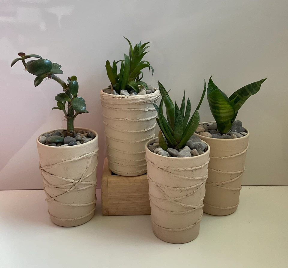 Potted Succulents - Jade, Snake, etc.