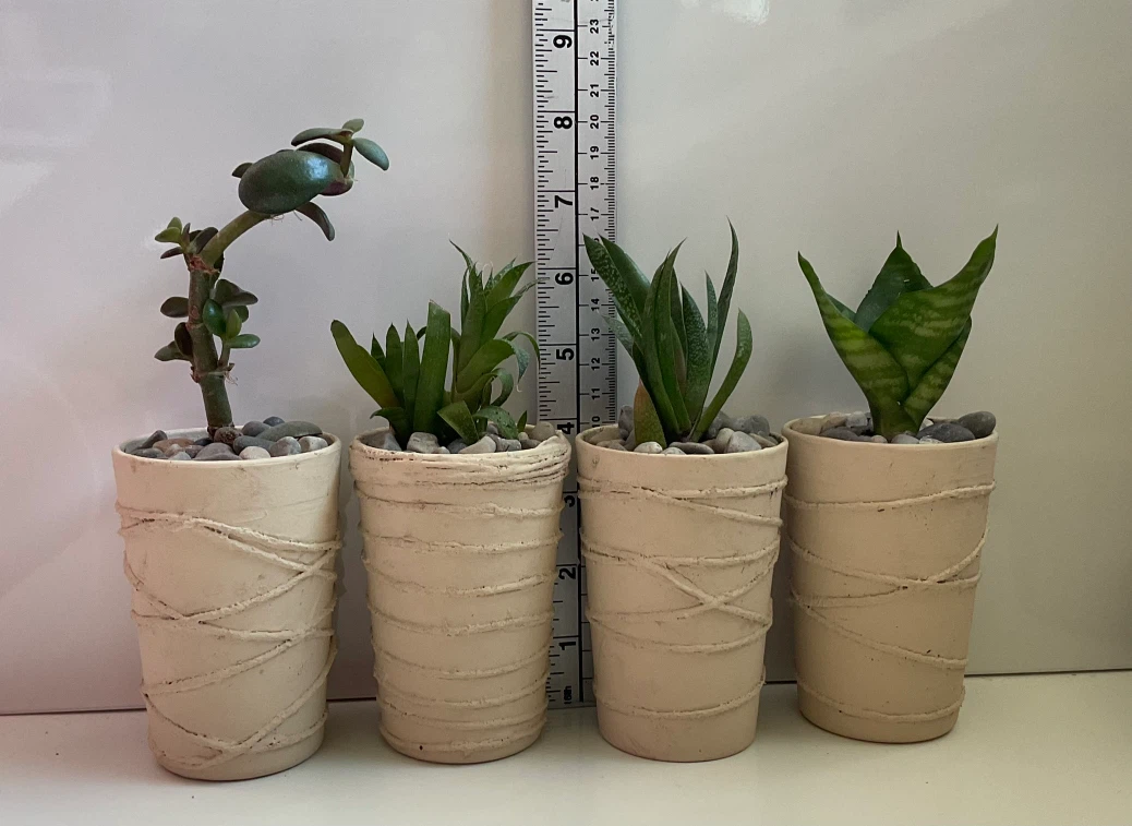 Potted Succulents - Jade, Snake, etc. - photo 2