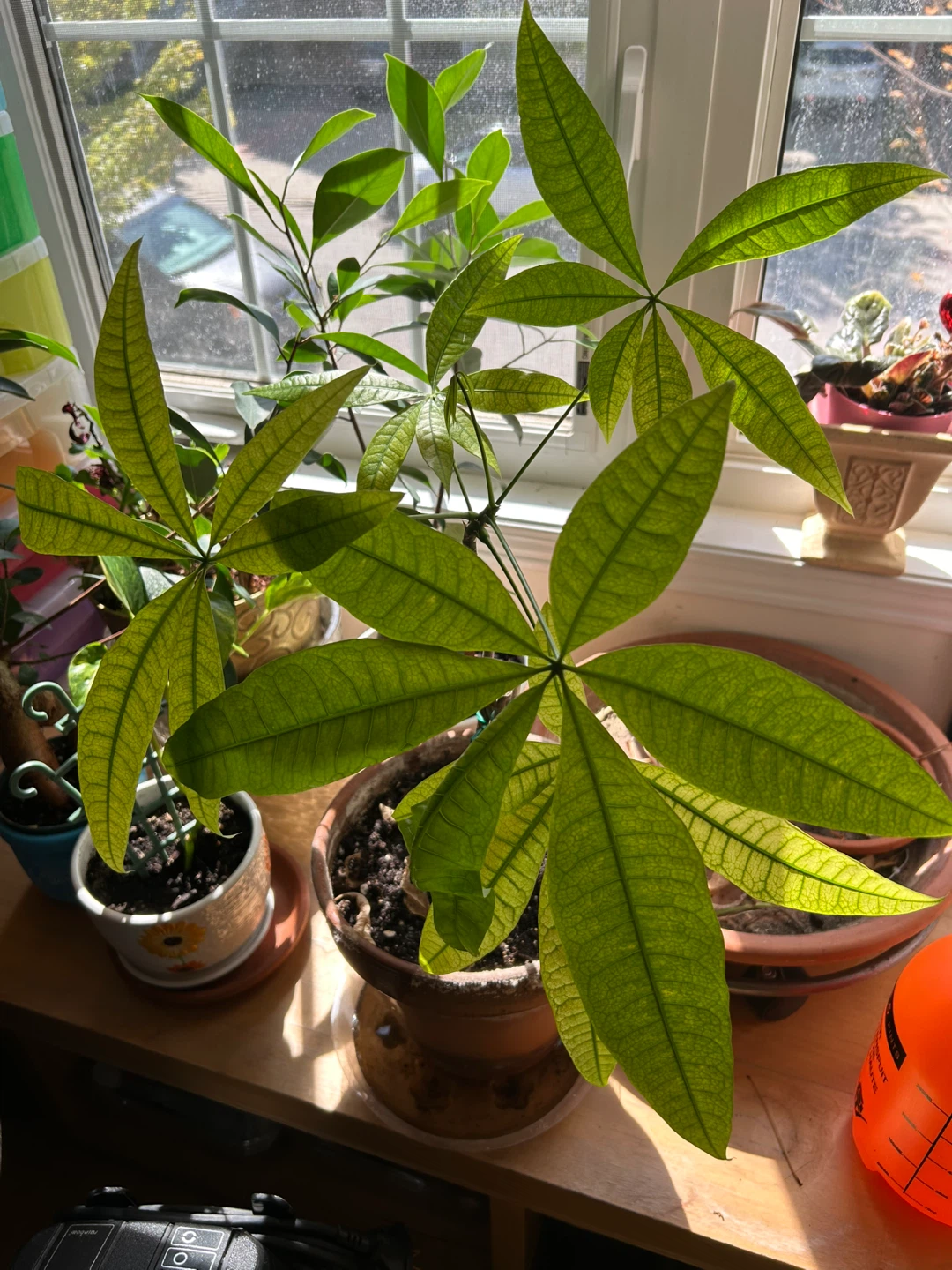 Money Tree Plant in Clay Pot