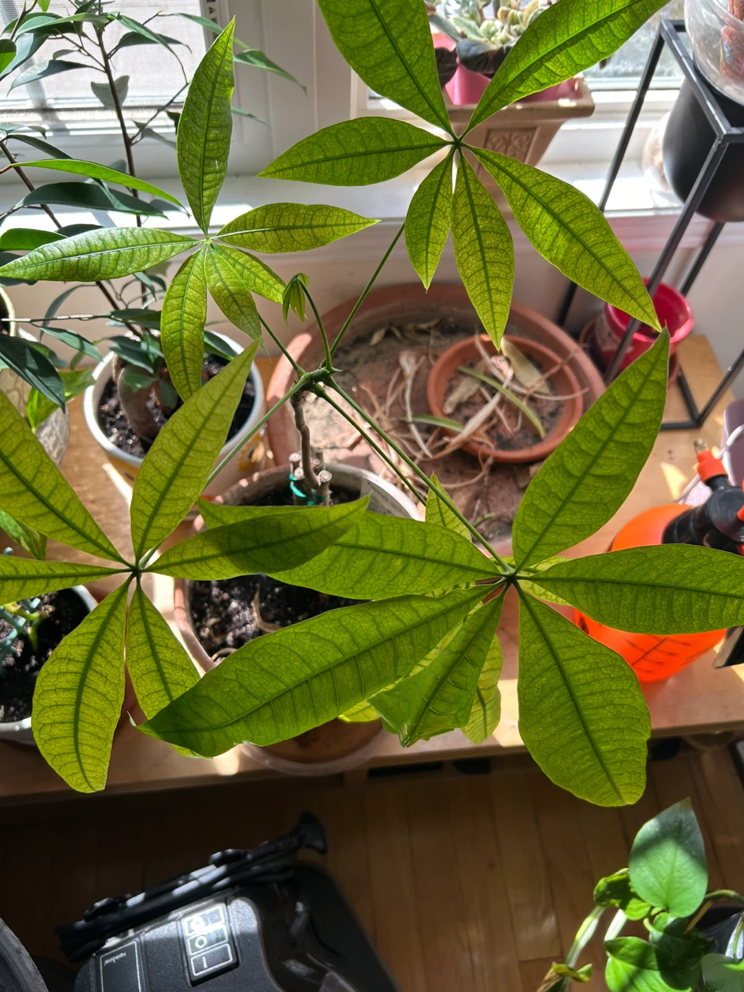 Money Tree Plant in Clay Pot - photo 2