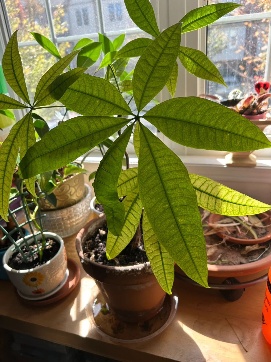 Money Tree Plant in Clay Pot - photo 3