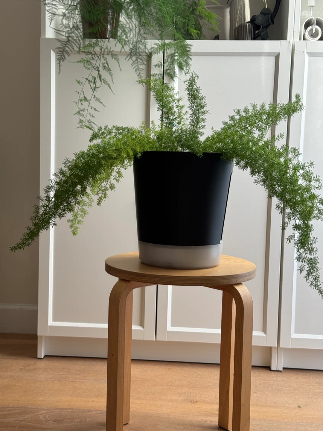 Foxtail fern