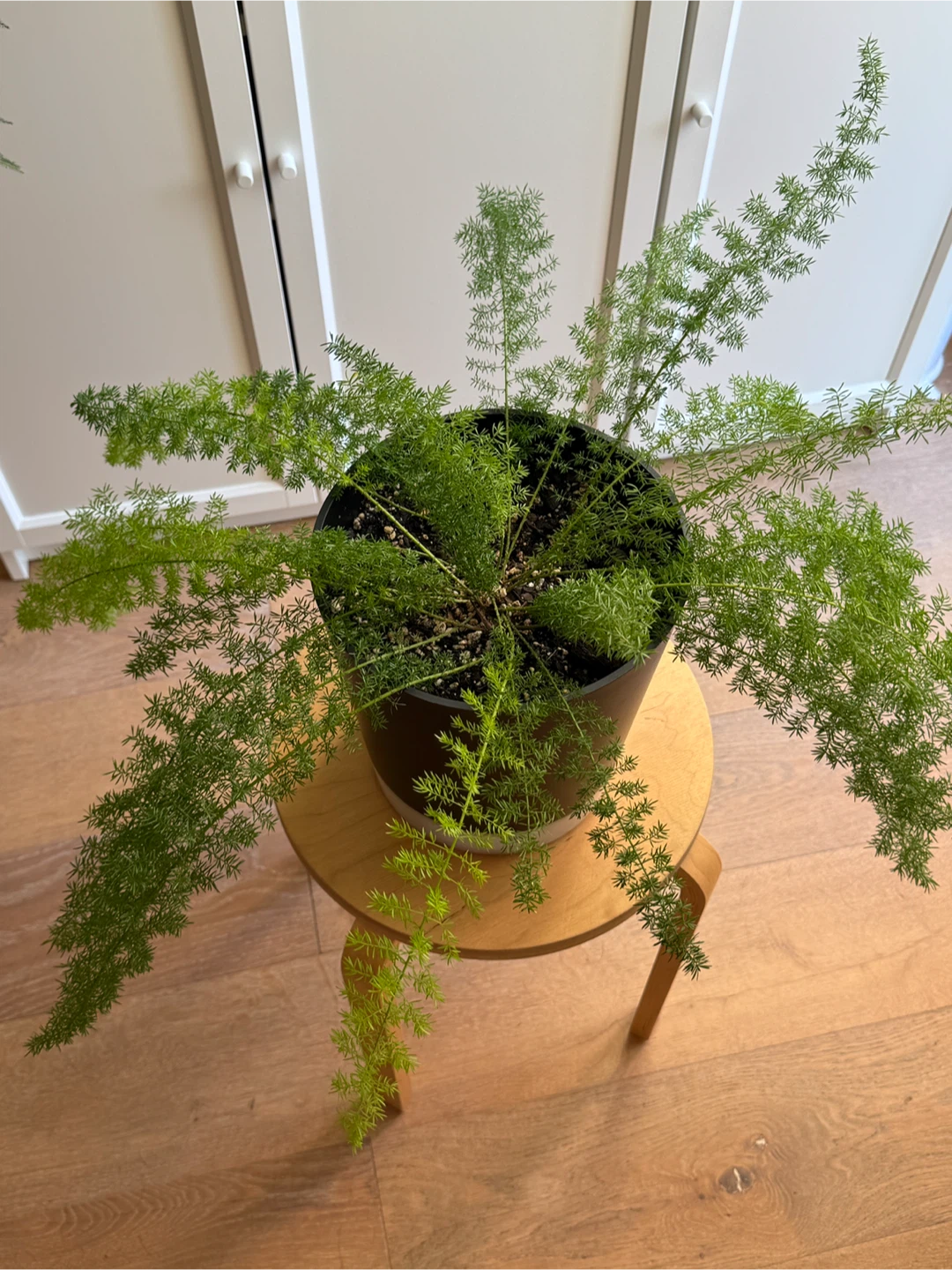 Foxtail fern - photo 2