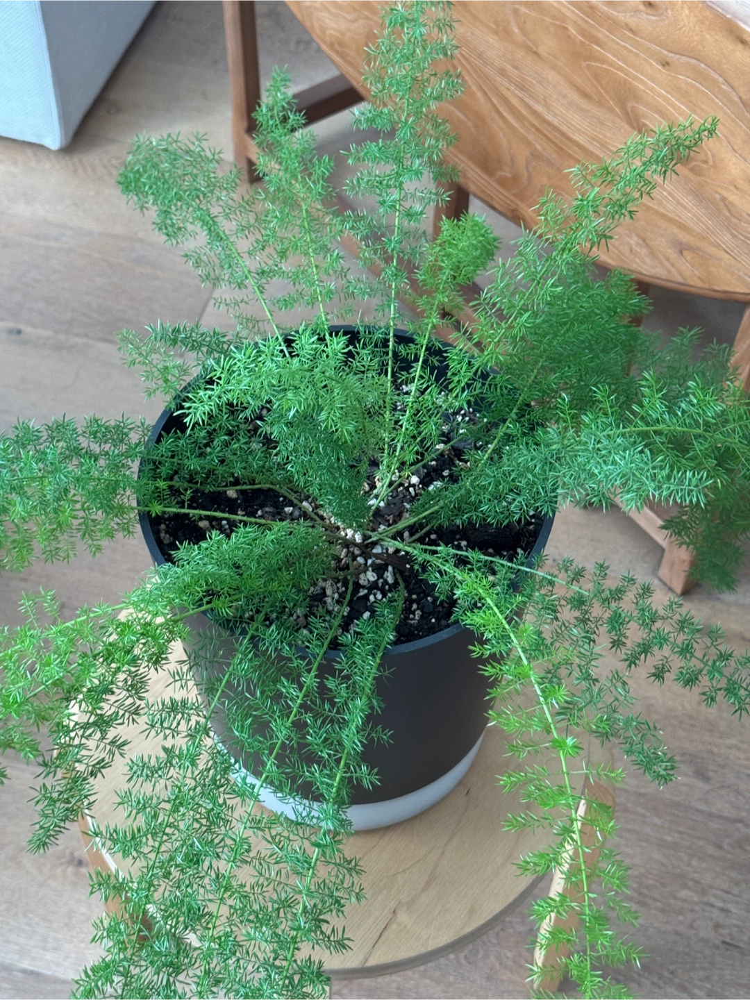 Foxtail fern - photo 3