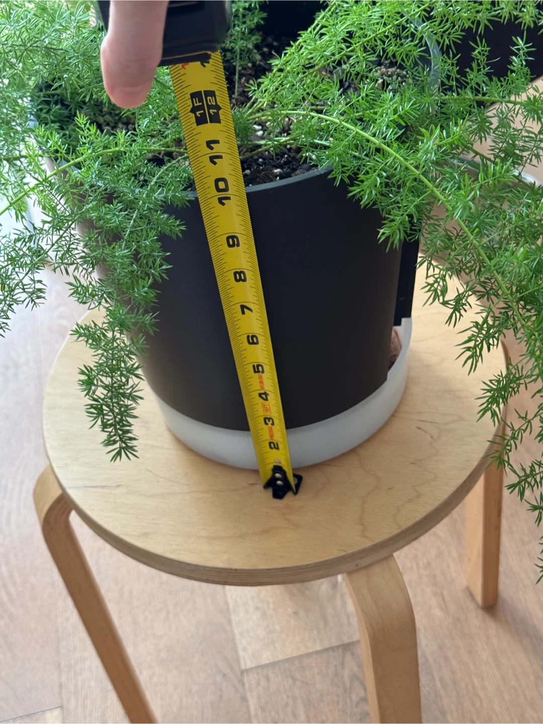 Foxtail fern - photo 5