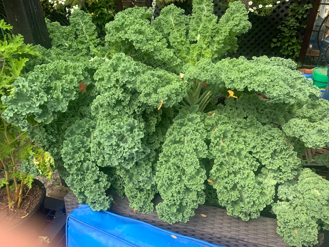Fresh Curly Kale